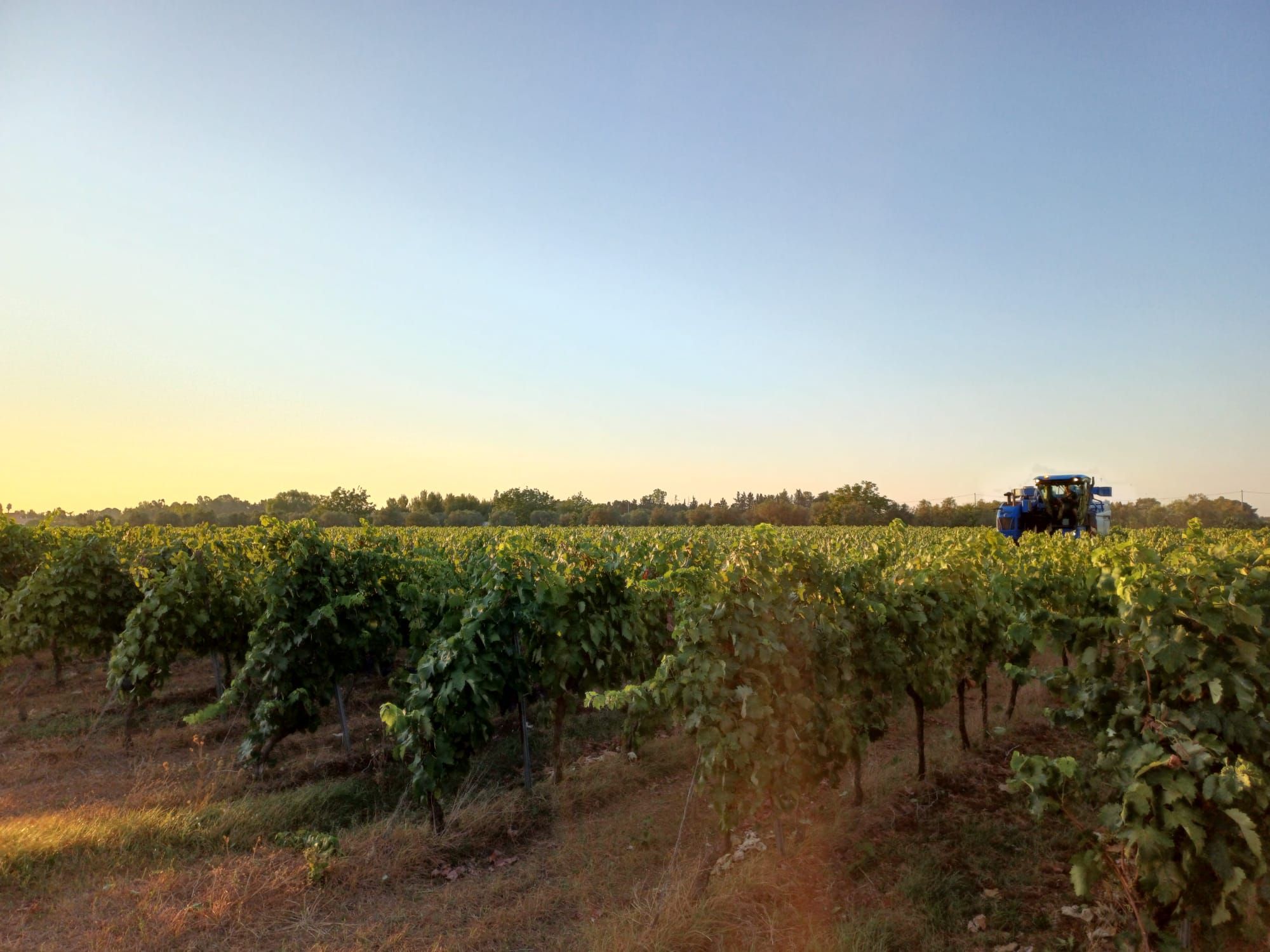 Settembre in Vigna e in Cantina: Il Cuore della Vendemmia nel Salento